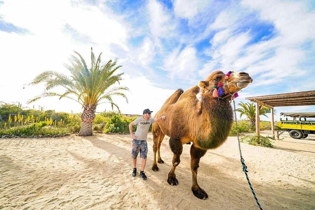 Paseo en Camello  Cabo Adventures